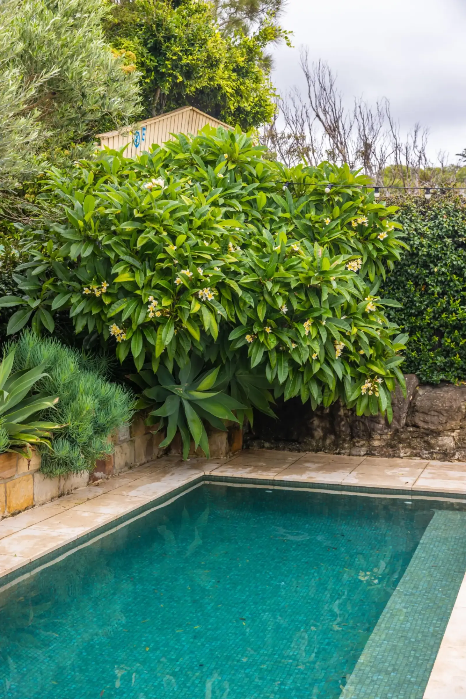 Bronte Pool - mosaic tiled pool with tropical planting